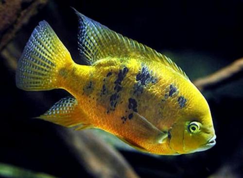 幼鱼很丑,成年后特别好看的——金元宝鱼,饲养起来非常的容易