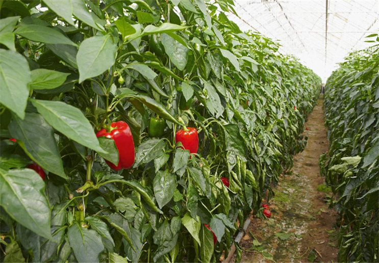 冬季栽培大棚蔬菜,灯笼椒长势快价格高,农民种植收益高