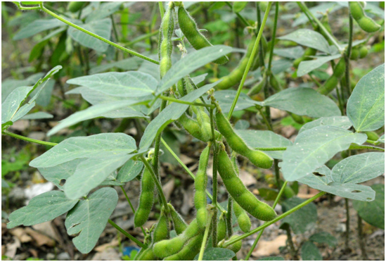 好吃的毛豆,这样种植,可以长得质量更好数量更多