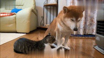 柴犬困到不行想要睡觉,猫咪在一旁尽骚扰,网友:同款小女票!