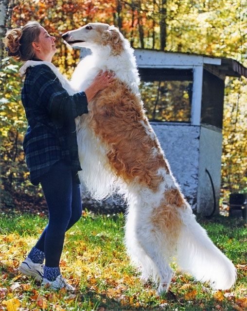 俄罗斯猎狼犬,可扮演成小丑或王子,为你的生活增添乐趣!