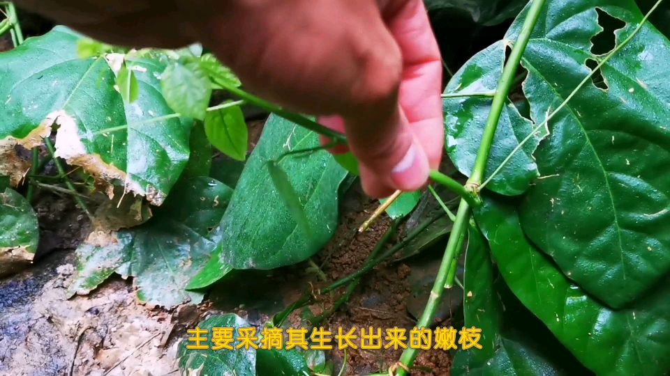 “狗屎菜”赤苍藤,食之消臭,从深山迁来后院变成的宝