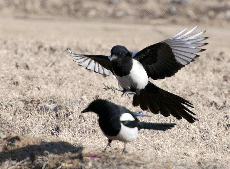 十二星座都是哪一种飞鸟?双子座是鹦鹉,摩羯座是最勤恳的鸟!