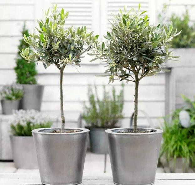 种盆油橄榄树,高端大气上档次,要不要换掉你们家的发财树呀!