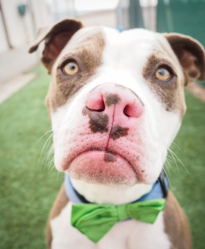 这么丑萌的"狗狗"为什么大家要嫌弃它?