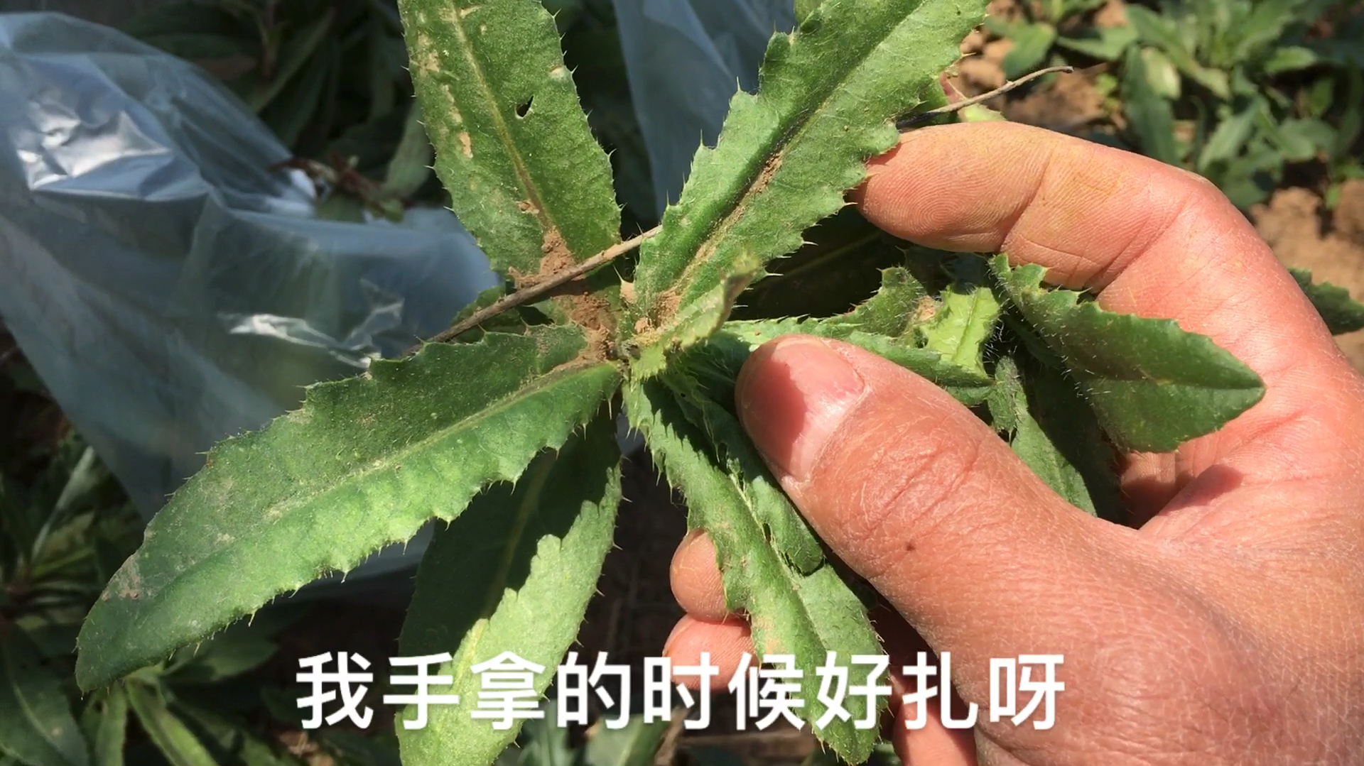 这种野菜,遍地都是,百姓吃不了,城里人吃不着,主要是太扎手