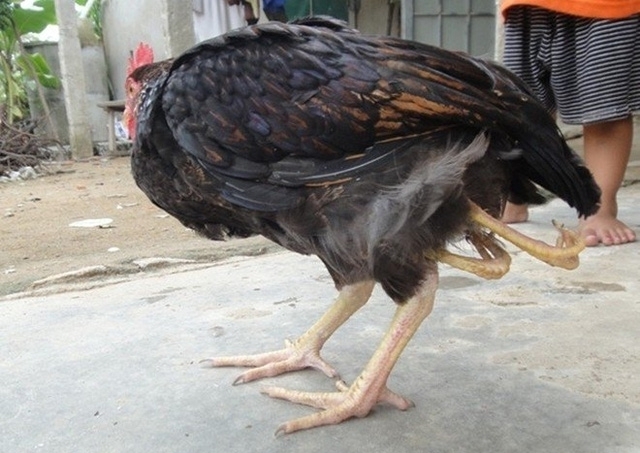 越南基因突变"四脚鸡俩肛门"遗传专家表示"正常"!