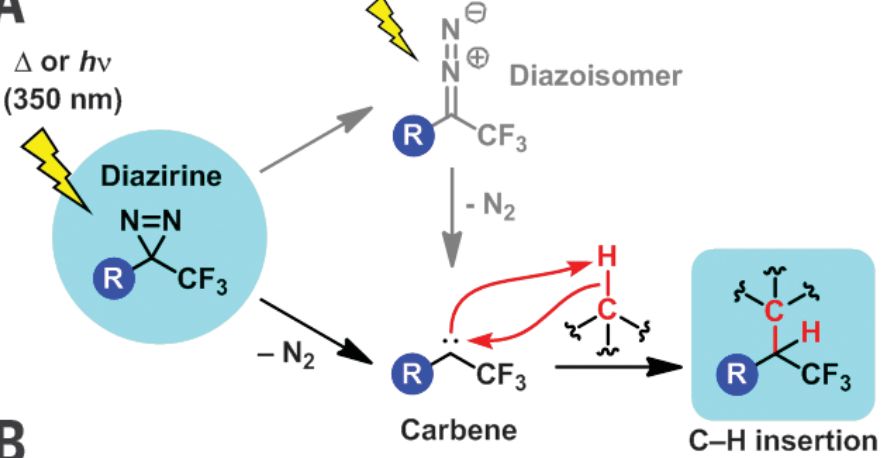 《science》报道聚烯烃塑料新型交联剂