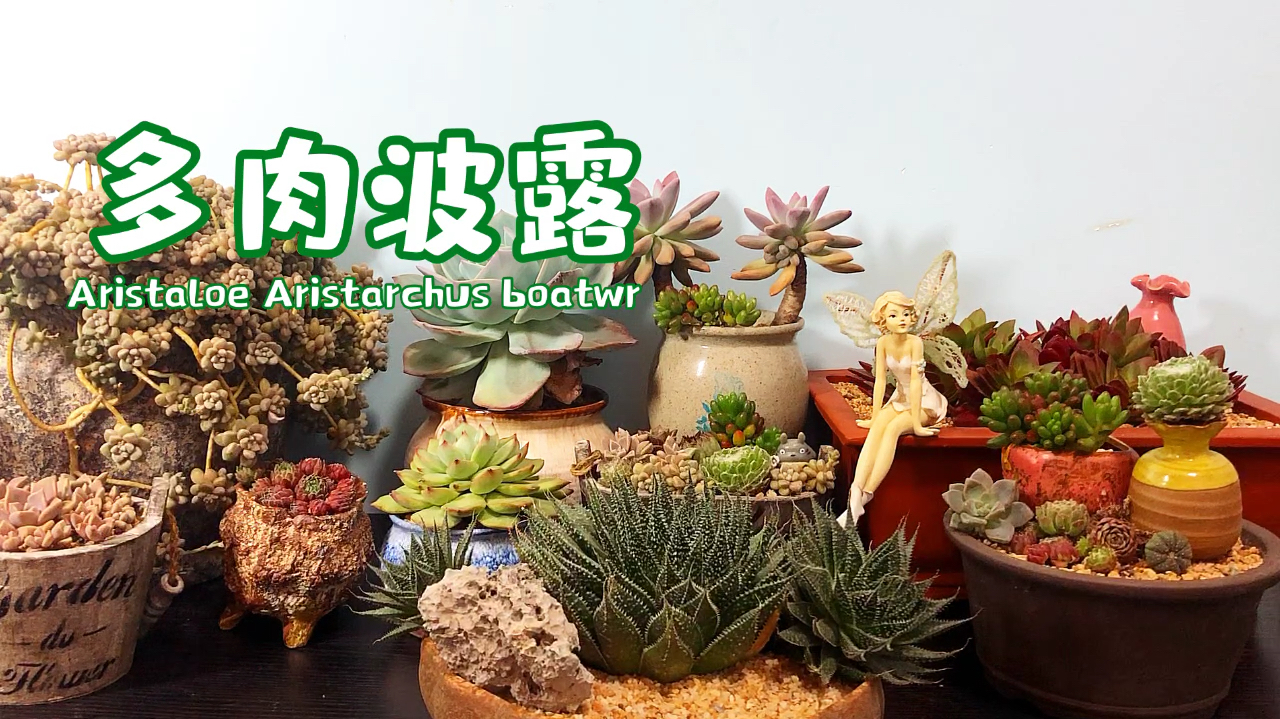 叶缘布满白色小疣 先端绿色似“鲨鱼掌” 又称珍珠芦荟!