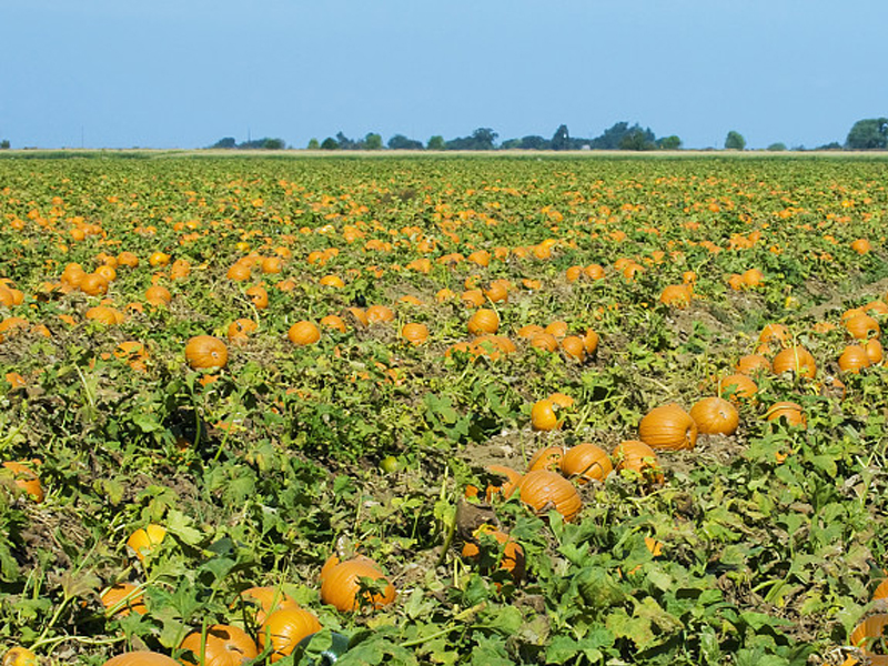 小月子讲三农:种植南瓜要想方法增产,这些技术做到位