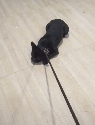 狗狗给主人拉快递,完事后赖地上不走了:宝宝累了,走不动了