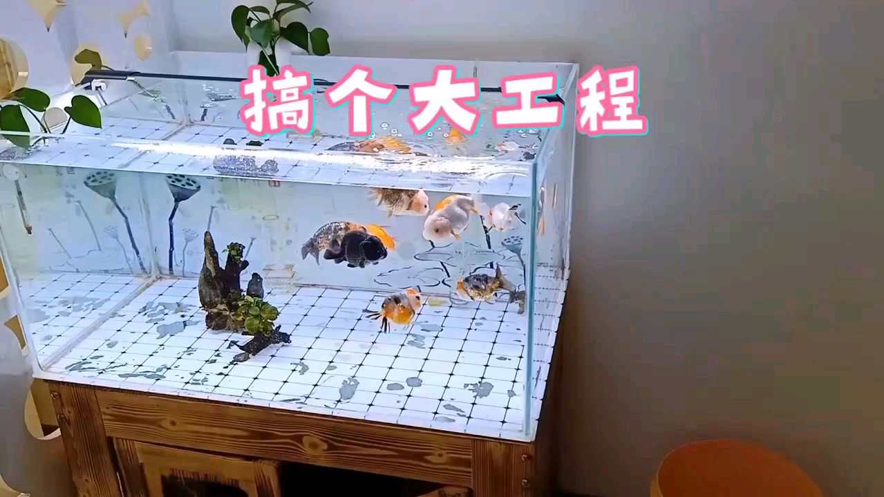鱼缸背景纸一定一次选对,不然后期更换太麻烦,看看实例吧