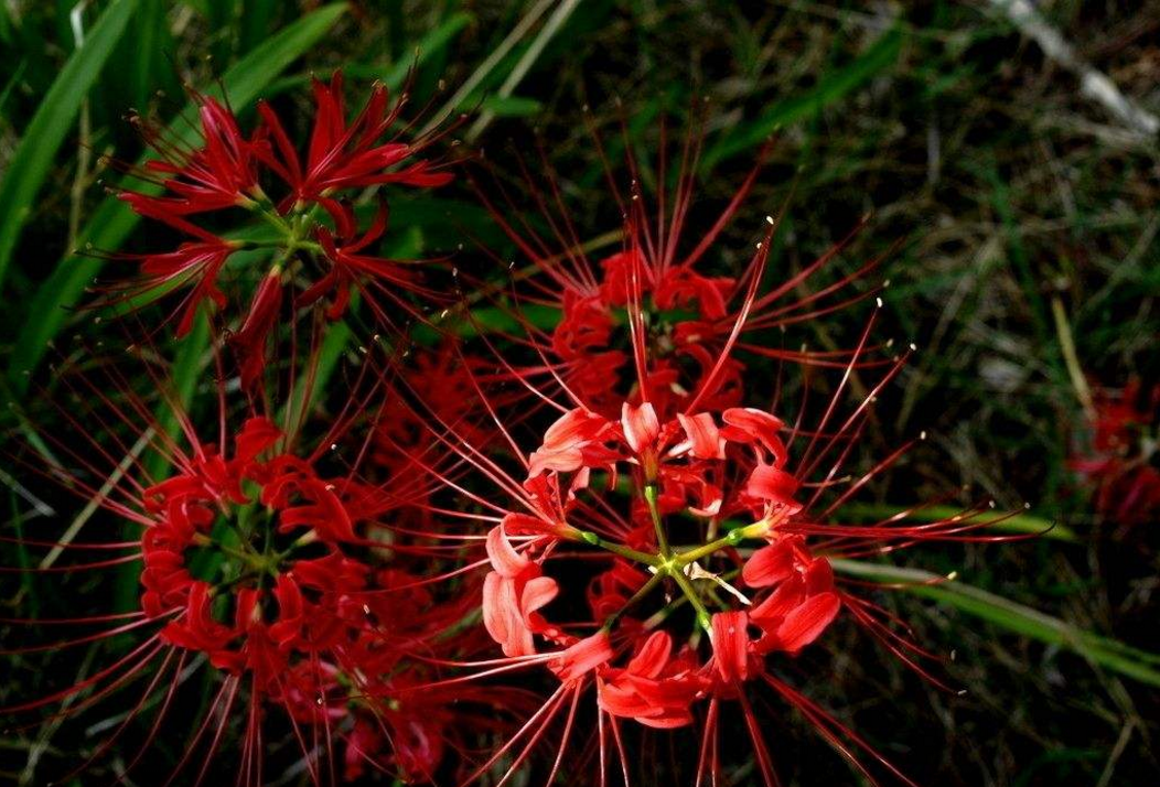 紅色的彼岸花稱曼珠沙華