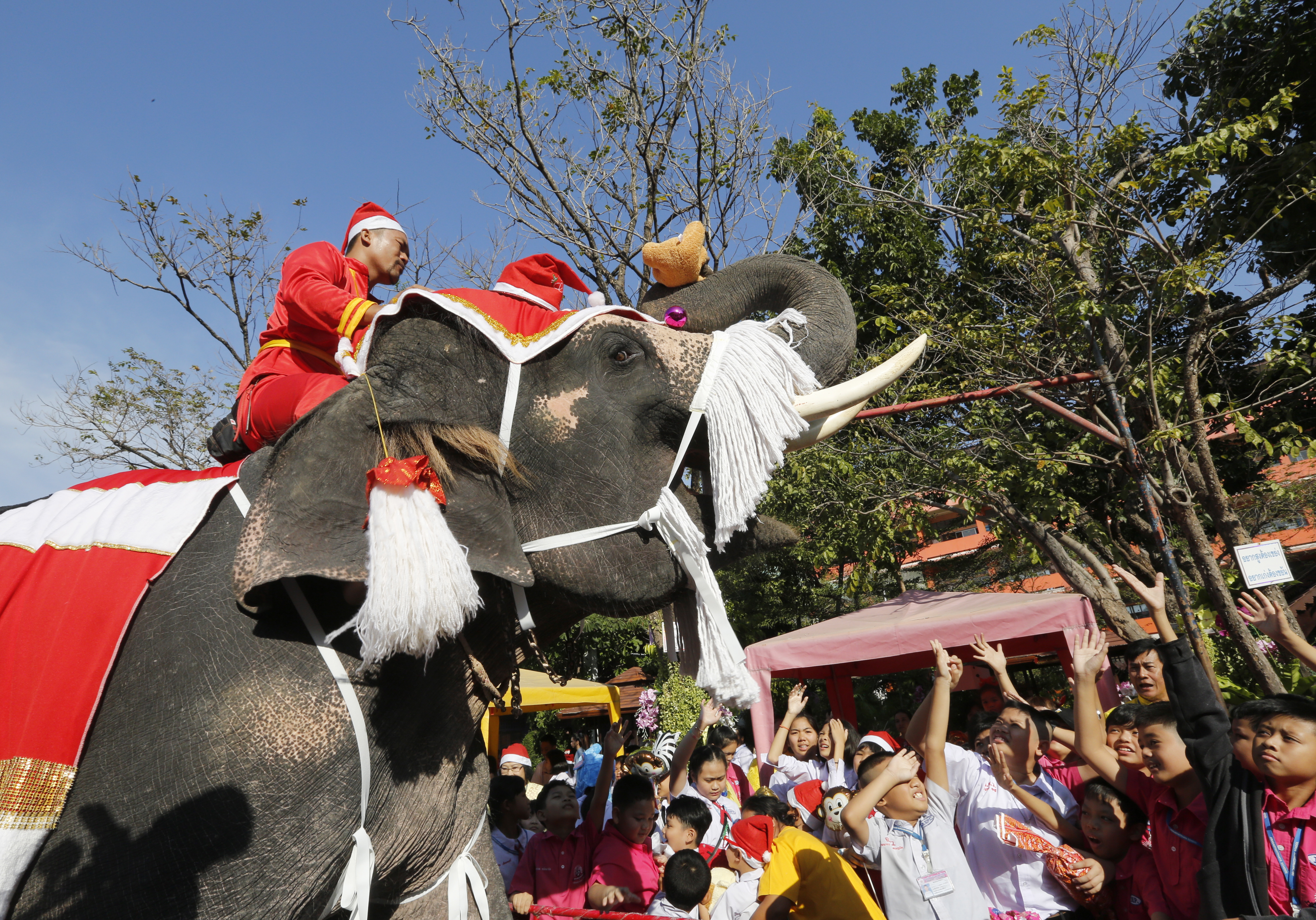 泰国大象迎圣诞(2)