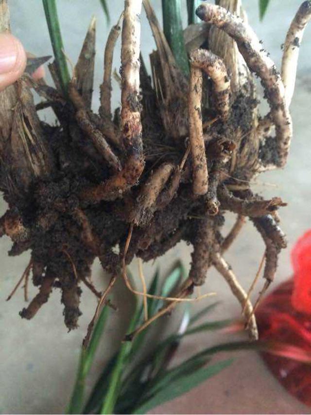 兰花烂根空根的原因和预防方法详解