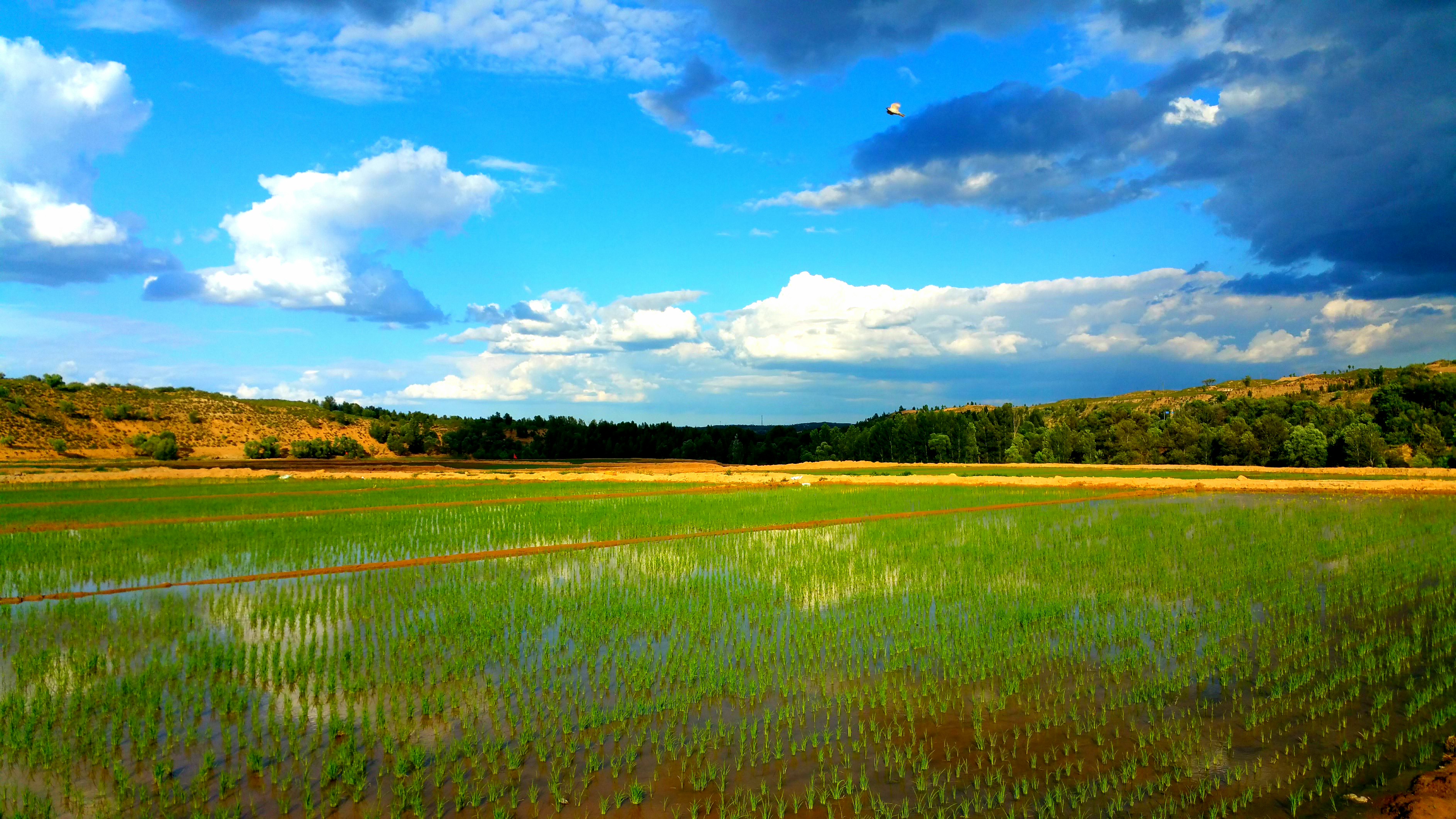 厉害!无定河镇获批中国有机产业发展示范镇!