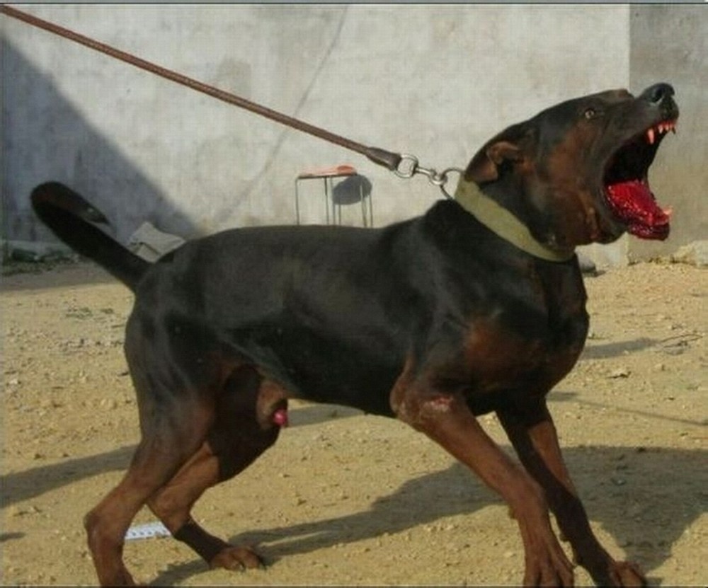 莱州红犬黑色图片