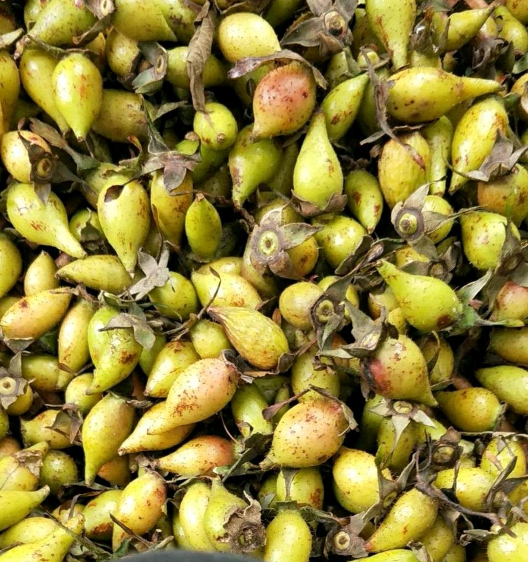 小时候在农村经常摘这种野生果子吃,原来还是不可多得的中草药