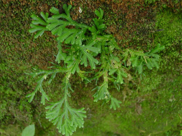 农村这种草,遇水就活,即可观赏又可药用,是难觅的"神仙草药"