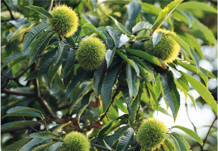 在种植锥栗的过程中,我们应该注意哪些,才可以提高锥栗的产量
