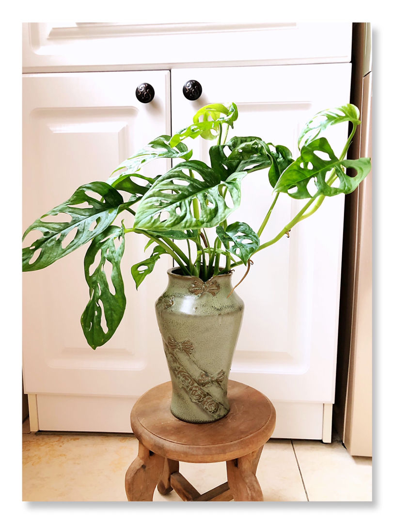 比绿萝好看的仙洞龟背竹,半月就能爬墙,满眼绿油油