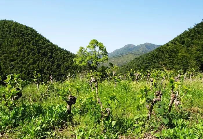 为了方便采摘,被修剪成矮矮的桑树