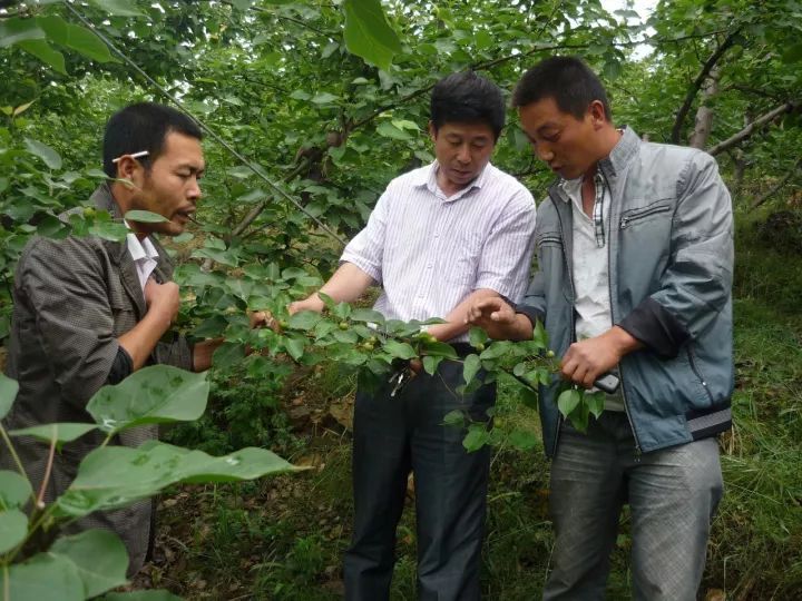 李景余 我要种酒香四溢的鞍山南果梨