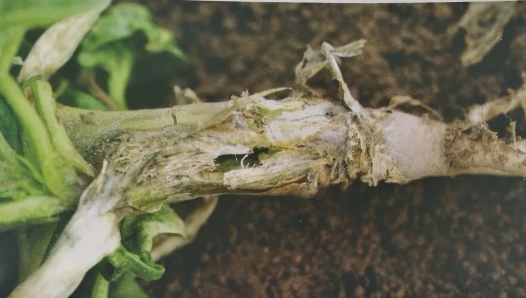 菠菜常见11种病虫防治技术!