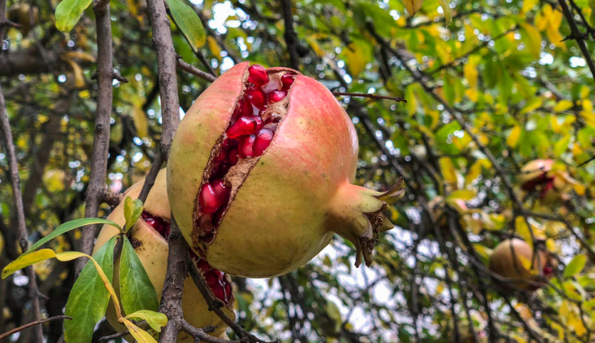 石榴收获季裂果多发?掌握5点管理技术,减少石榴裂果,提高品质