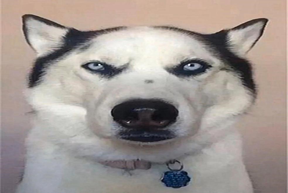 二哈留起了地中海发型,网友:年纪轻轻就已经拥有成功人士的发型