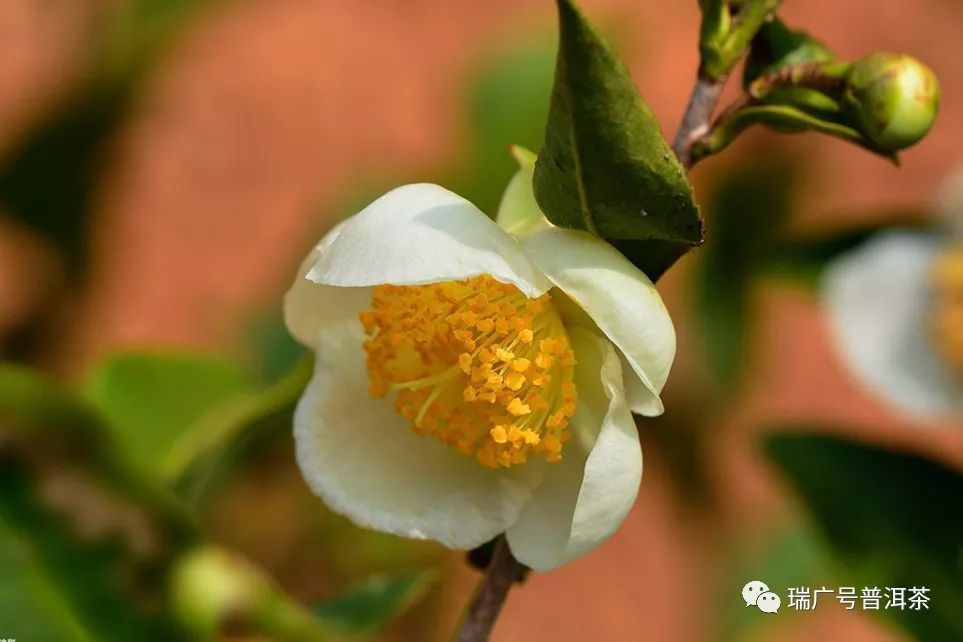 茶知识丨天天喝茶,或许您从未注意过茶树花