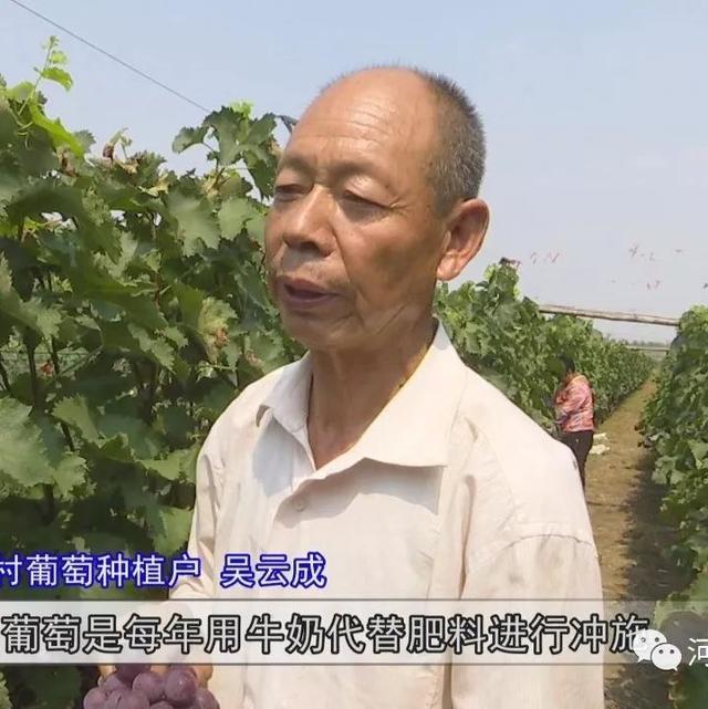 吴云成:巧用"牛奶"种葡萄