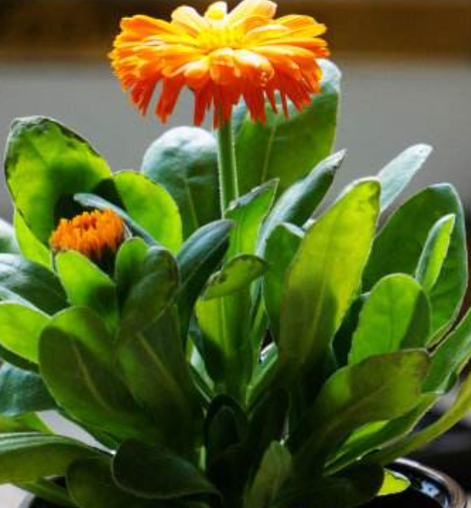 菠菜菊的种植方法和养护