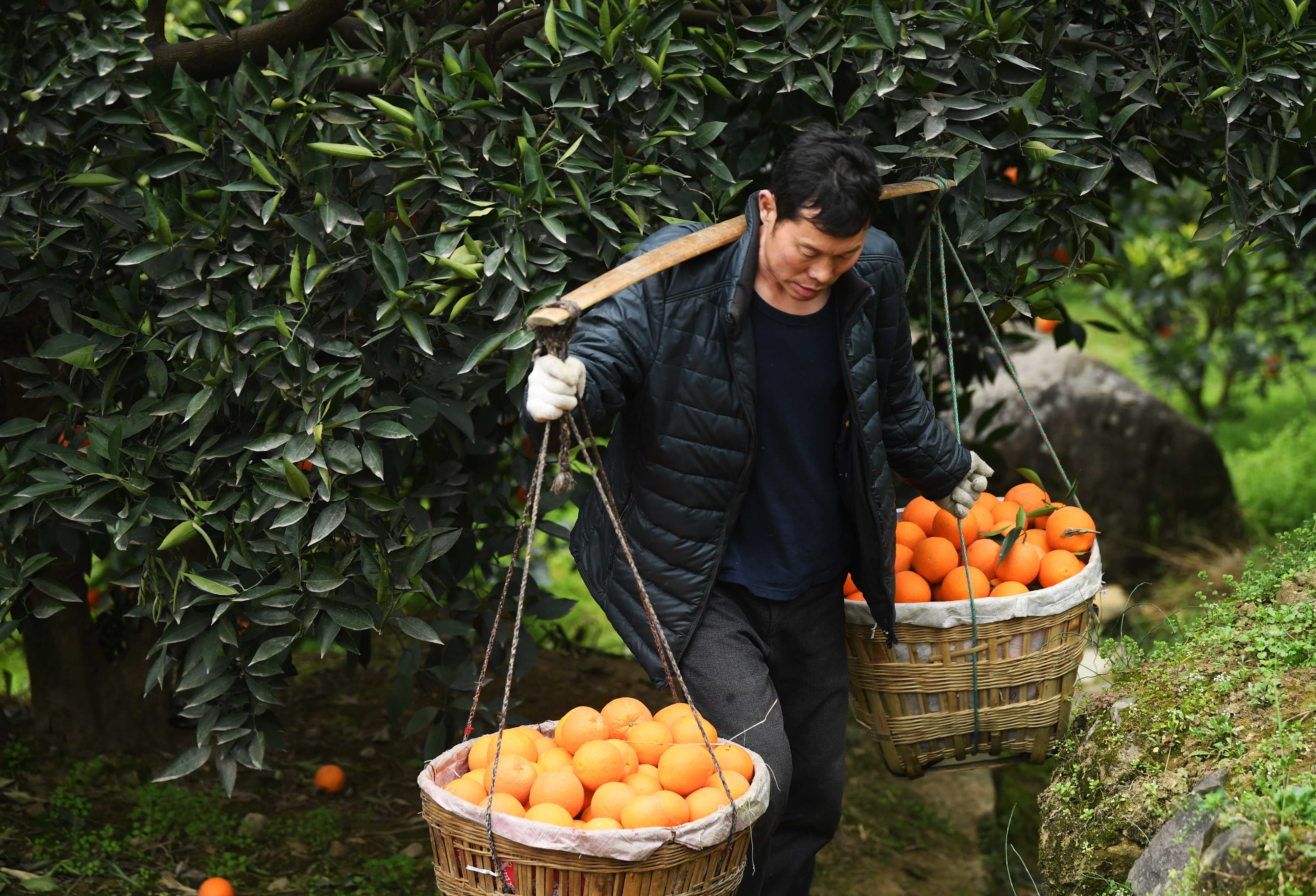 新华社照片,重庆,2019年2月14日    一个橙子的八年"蜕变史"    2月13