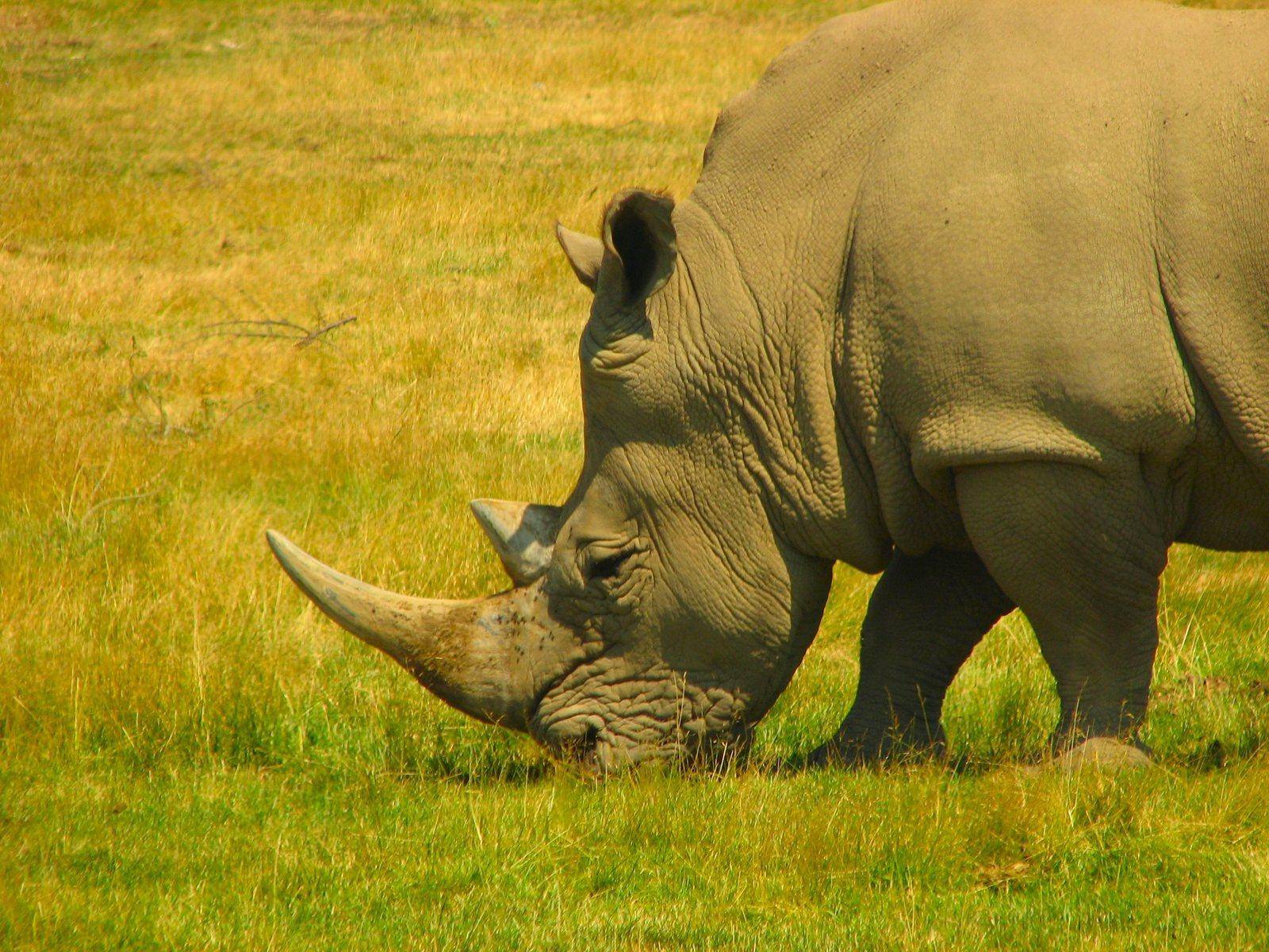 不同物种间的动物会产生爱情吗?