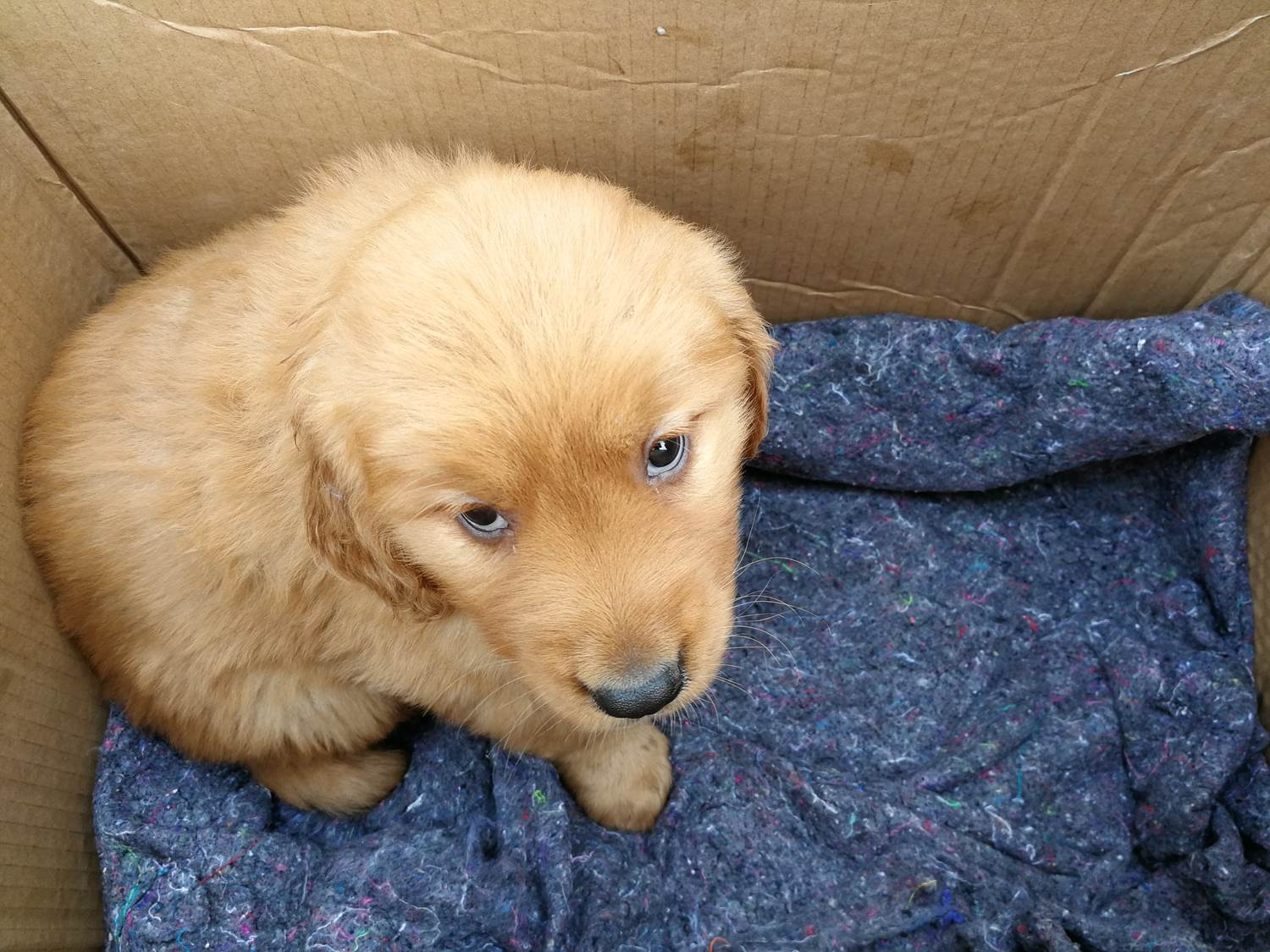 小县城宠物狗市场,一只金毛犬惹人怜,漂亮的小土狗最招人喜欢