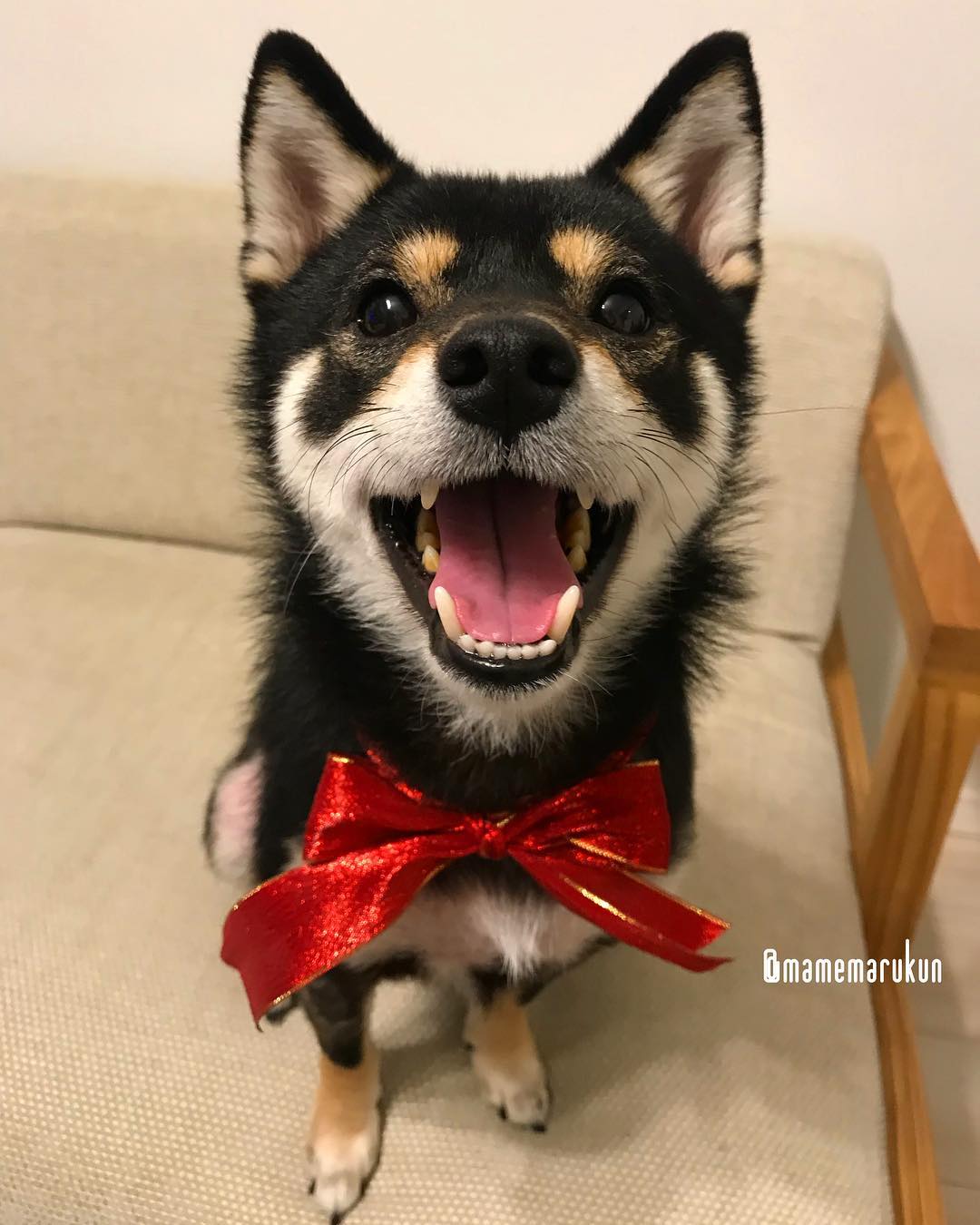 柴犬过圣诞怎么这么搞怪?最后一只太让人羡慕了!