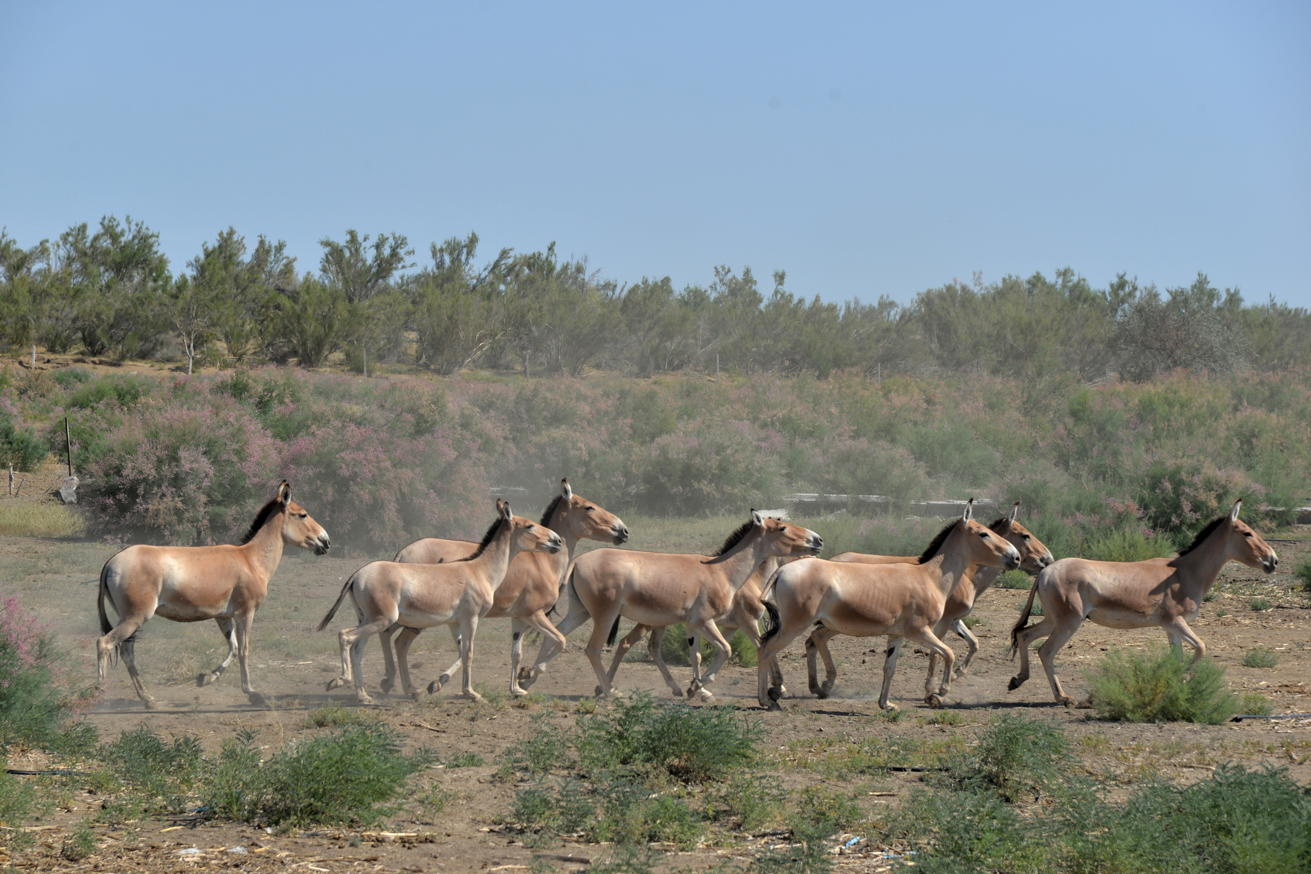 蒙古野驴群回归古尔班通古特沙漠边缘(1)