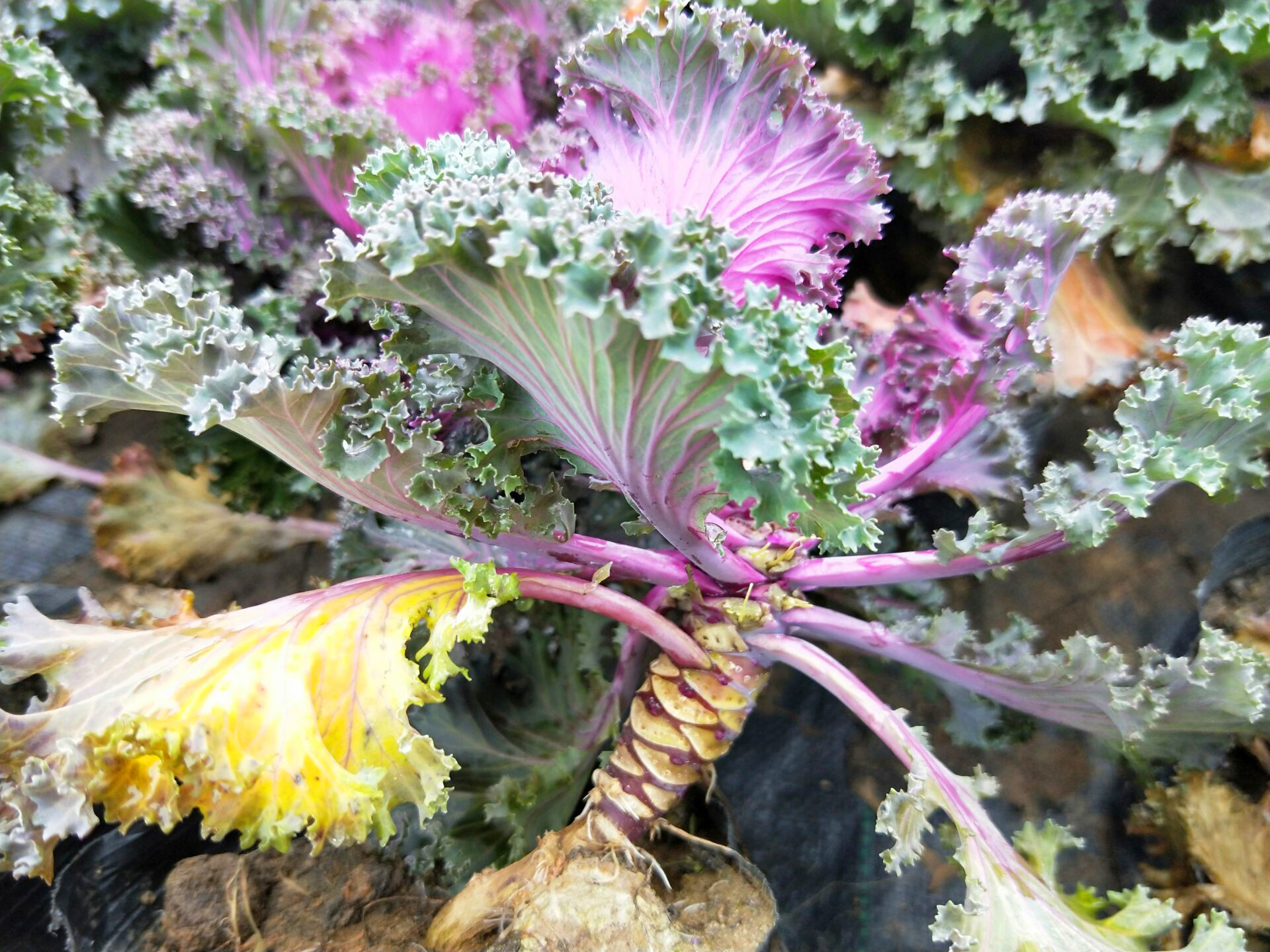 羽衣甘蓝成了黄菜叶,怎么养护紫红色"卷心菜"?