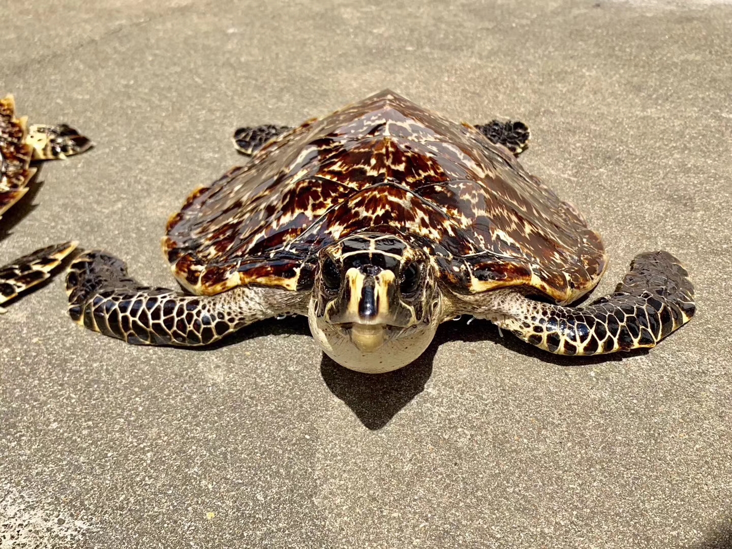 海南海龟玳瑁图片