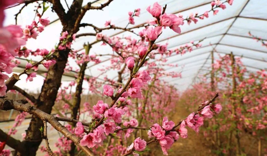 网"赏"花开!津湾桃花迎"春"开"醉美"新野入画来