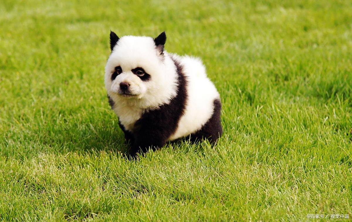 多可爱的小狗狗