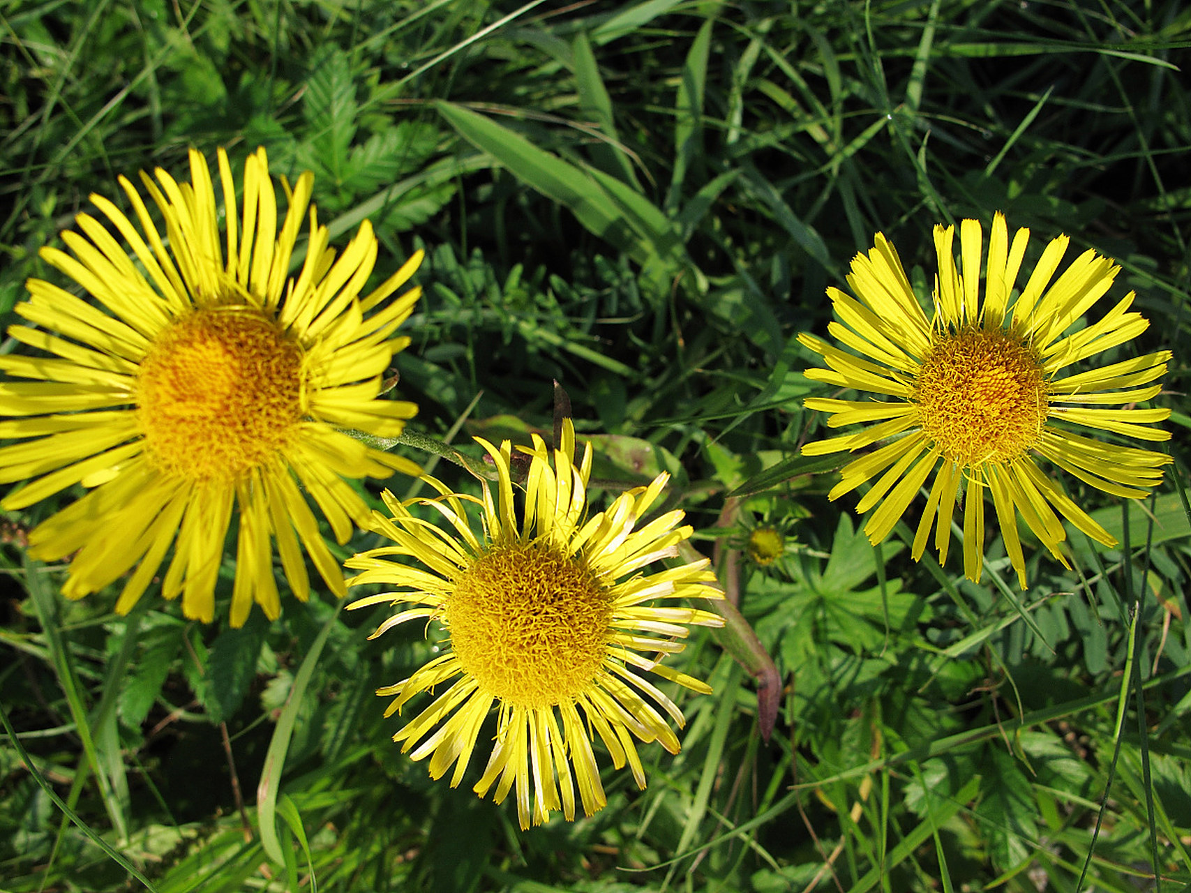 中药"旋覆花"一一药性功效