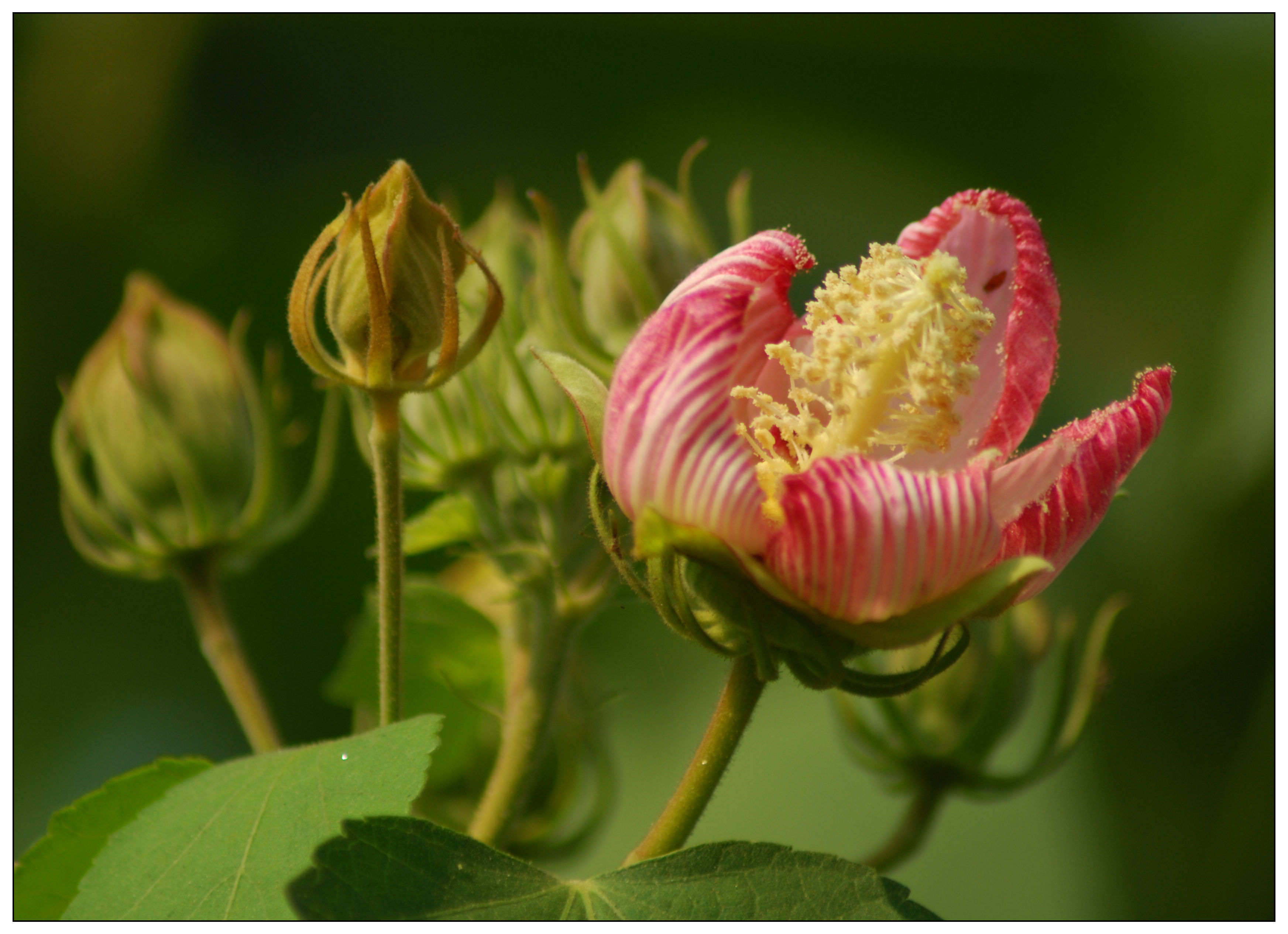 古诗词中的花花草草之芙蓉,花蕊夫人与成都的爱情故事