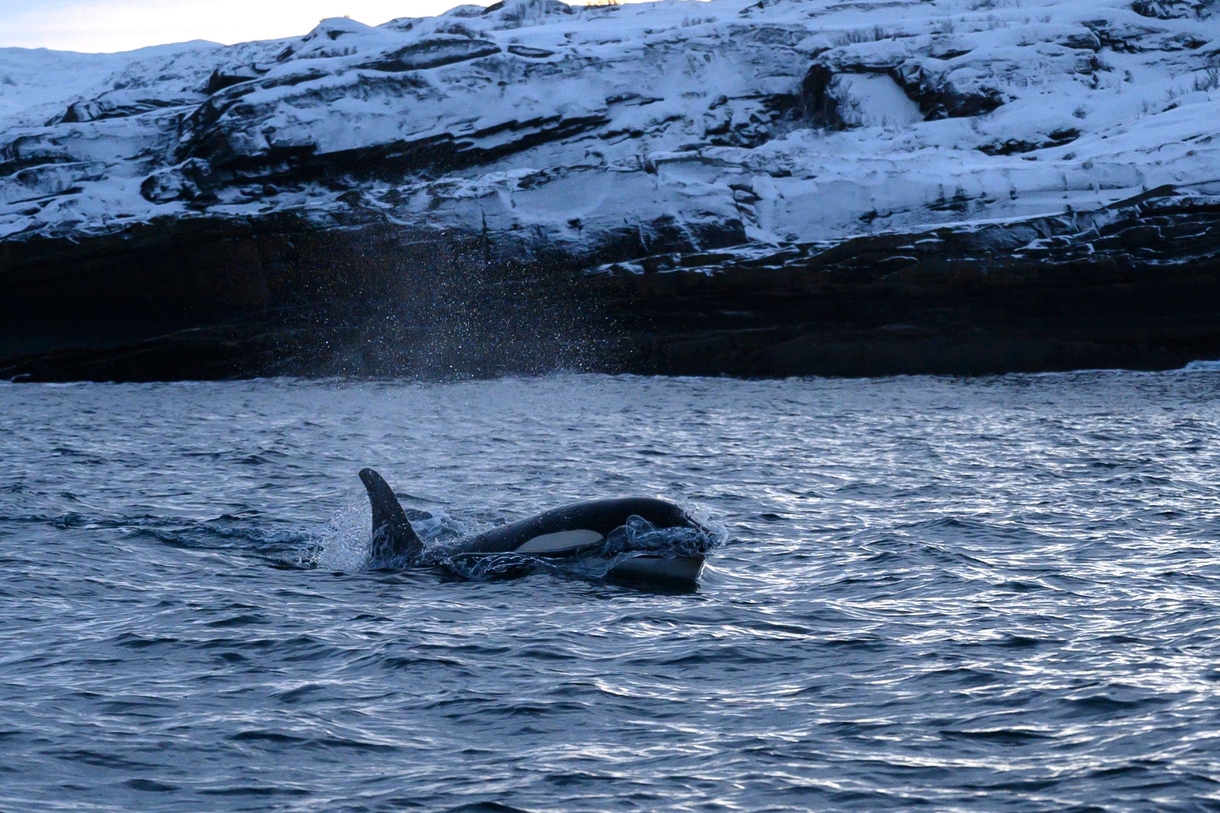 北极地区的逆戟鲸