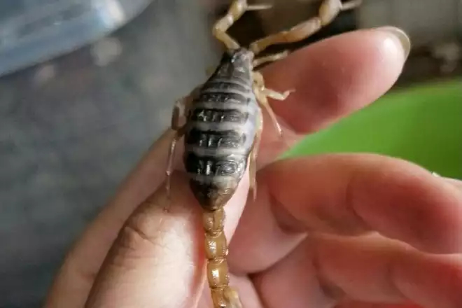 蝎子一年可以繁殖几胎,一窝可以生多少只蝎子?