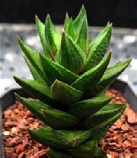 4月发文:多肉植物九轮塔的养护方法