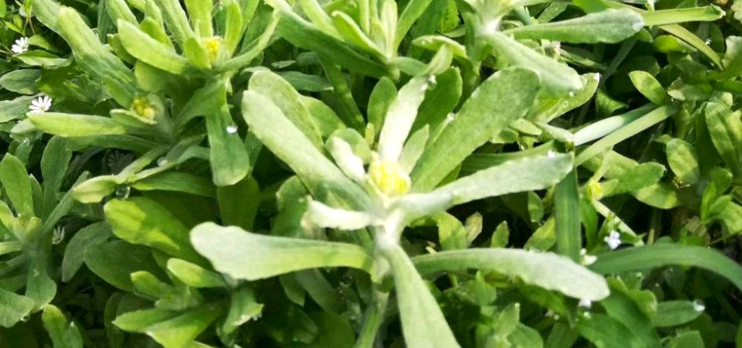 艾叶,苦蒿,水牛花今天我来说说它们