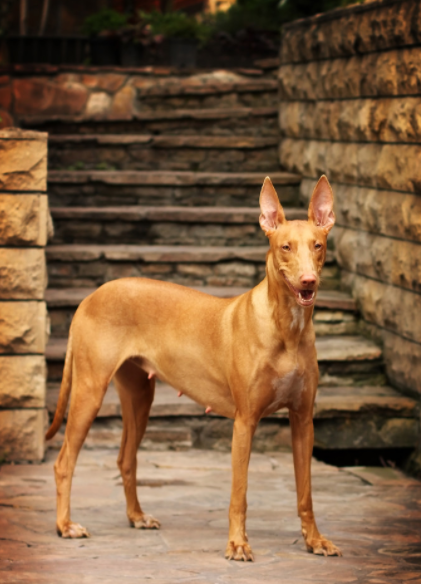 在马耳他,法老王猎犬是猎兔的能手,因此它们又被称为猎兔犬!