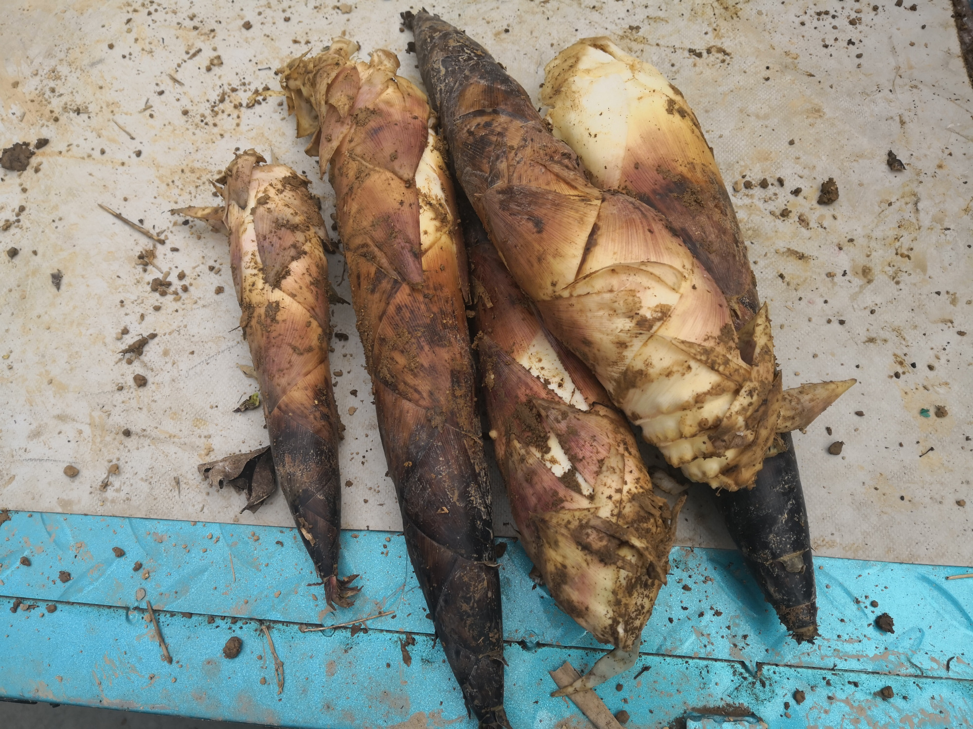 舌尖上的美味-黄泥拱